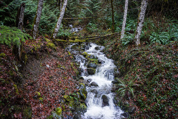 Stream flows downward between mossy rocks and ferns