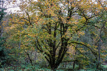 One large tree with fall colors in forest