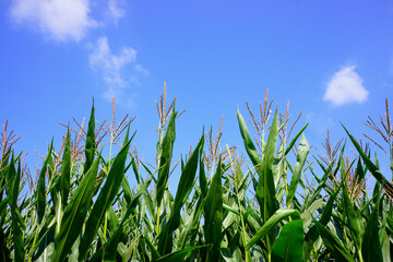 green corn husks in field with blue sky and clouds