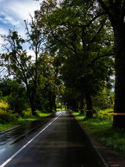 wet asphalt road with markings, turn, trees along the road
