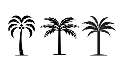 Obraz premium Three Different Styles of Palm Trees