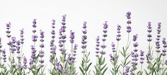 Naklejka premium A cluster of lavender sprigs, each topped with small purple flowers