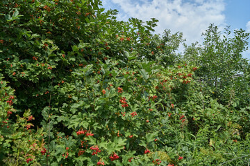 In the garden of the country house ripen bunches of viburnum. Summer 2015.