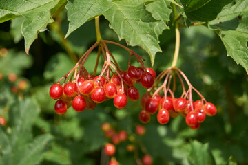In the garden of the country house ripen bunches of viburnum. Summer 2015.