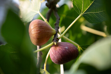 Fig fruits with leaves on fig tree. Beautiful sweet fresh organic figs.