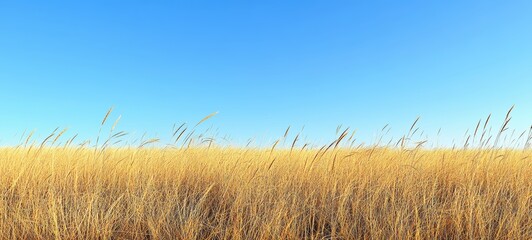 Obraz premium A field of tall grass, swaying rhythmically in the wind