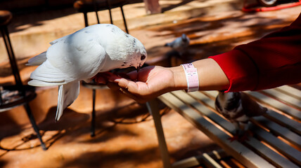 Portrait of human hand give feeding the pigeon or white dove