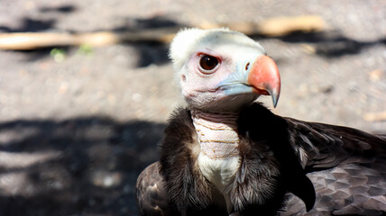 The headshot of white headed vulture (trigonoceps occipitalis)