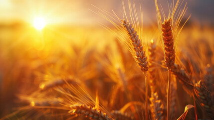 Obraz premium Golden wheat field close-up sunset harvest rural landscape blank copy space mockup