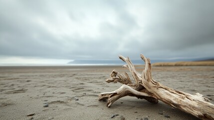 Driftwood Serenity, a tranquil beach scene featuring elegant driftwood against an expansive sky, evoking simplicity and calmness in nature's beauty.