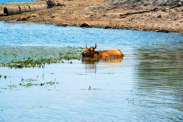 Cow relaxing in the water at Lake Kerkini