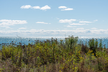 Obraz premium vegetation (wildflowers and other plants) partly burnt out at the edge of the lake