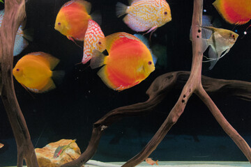 Discus fish with orange tones and different patterns
