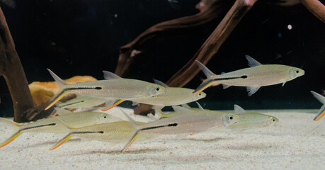 Brycinus fish at the bottom of a tank