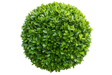 Fototapeta premium Natural green spherical bush with lush foliage. Ideal for landscaping and garden design concepts