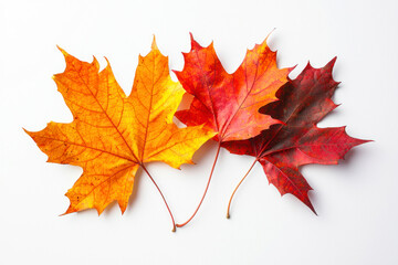 Maple autumn leaves on white isolated background.