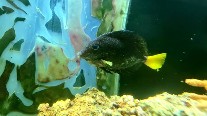 Sick fish with white spots - Ichthyophthirius multifiliis aka ick or ikh