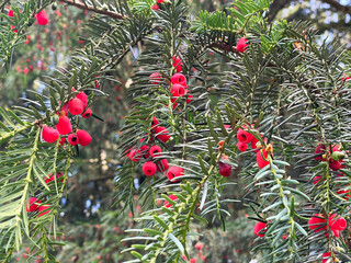 Vibrant Red Berries on Evergreen Branches in Natural Setting