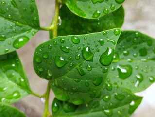 natural background of leaves exposed to rainwater.
