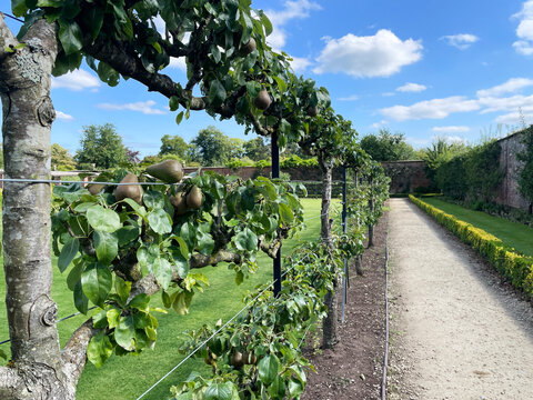 Row of espalier fruit growing in a garden, Espalier pears growing in apple orchard