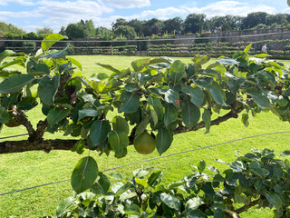 Row of espalier fruit growing in a garden, Espalier pears growing in apple orchard