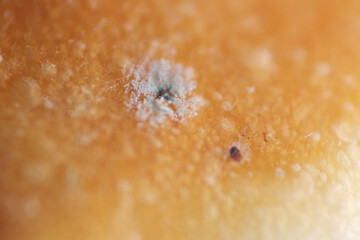 Growth of green and black spores on bread surface
