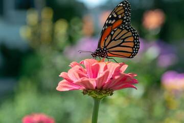close-up of a Monarch butterfly drawing nectar from a pink zinnia blossom in late summer
