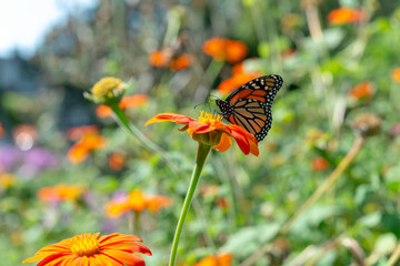 Monarch butterfly on Tithonia rotundifolia on a defocused scenic garden background
