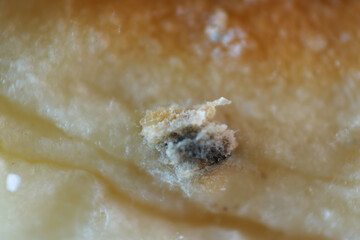 Growth of green and black spores on bread surface