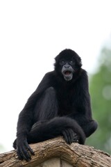 座って見つめるコロンビアクロクモザル