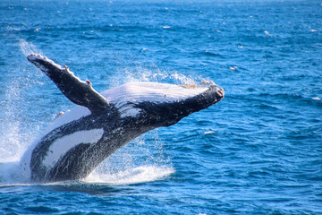 Obraz premium Humpback Whale Breaching out of Ocean