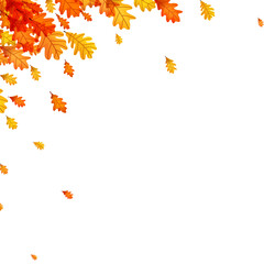 Corner design of falling autumn oak leaves in vibrant orange and yellow tones. Vector illustration.