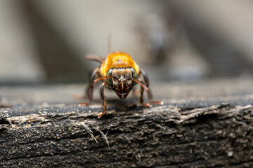 a bee staring at camera