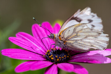 butterfly on flower