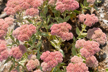 autumn joy or autumn charm stonecrop (sedum) viewed from above in a summer garden bed