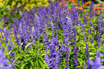 Obraz premium close-up of salvia blue sage flowers in bright sunlight