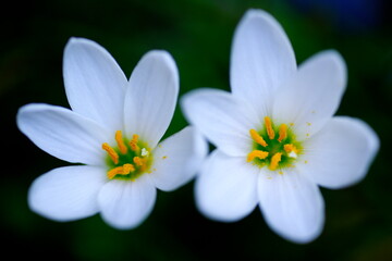 タマスダレの花
