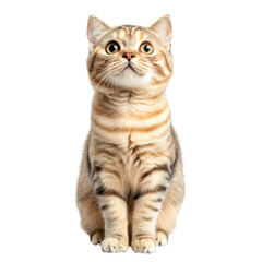 Cute tabby cat looking up