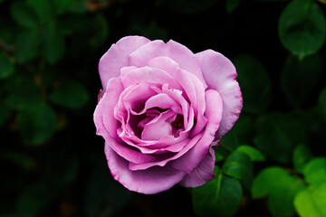 Aging Pink Rose Against Green Leaf Background