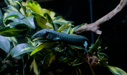 Abronia lying on leaves on a branch