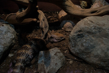 Tiliqua scincoides or sleeping blue tongue lizard