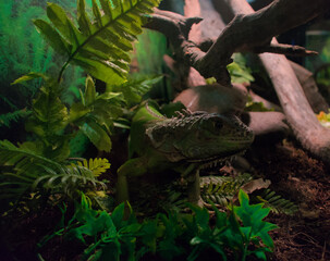 Green iguana between branches and leaves