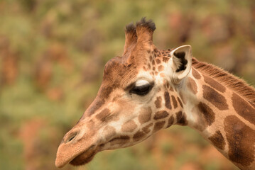 giraffe in a natural park