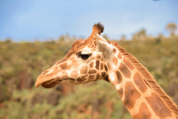 giraffe in a natural park