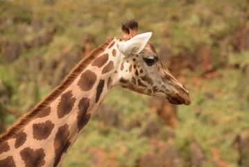 giraffe in a natural park