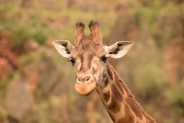 giraffe in a natural park
