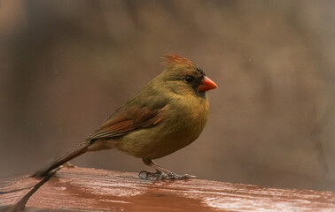 femaie cardinal in the rain