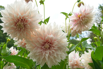 Creamy pink decorative Dahlias Garden © Ambernila