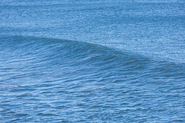 Beautiful wave forming in the blue ocean.