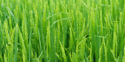 Lush green rice field with dew-kissed grains in morning light